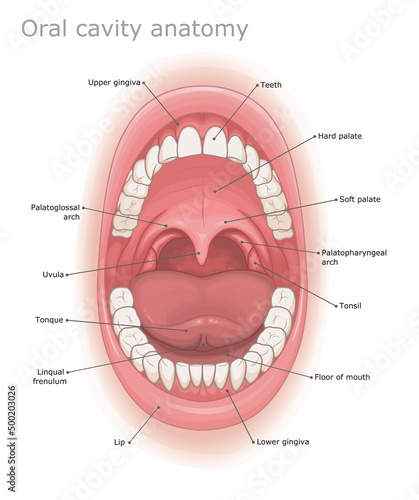 Oral cavity anatomy medical illustration labeled. 