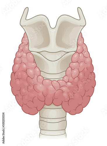Human thyroid gland with thyroid cartilage and trachea. Medical vector illustration. 