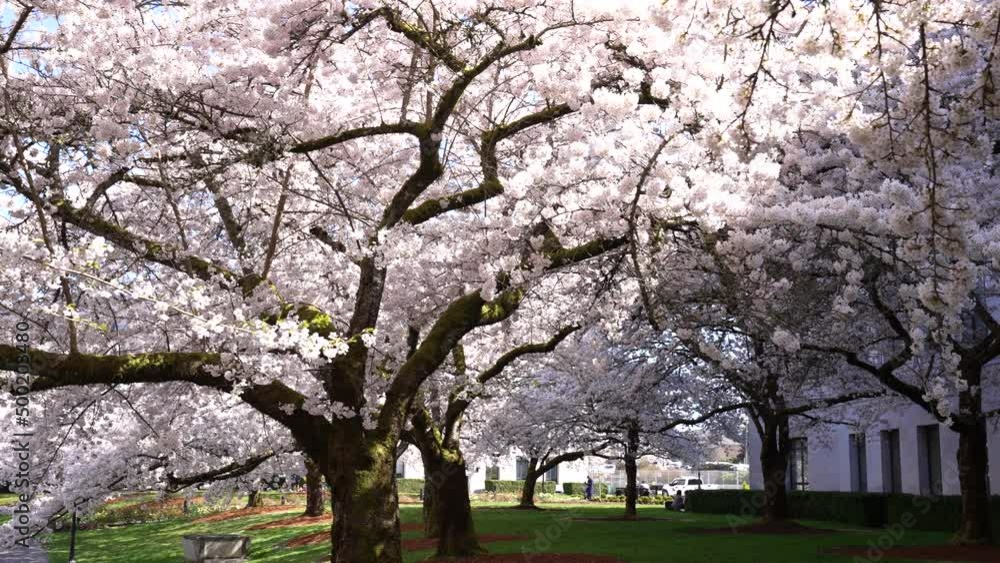 sakura blossom in spring nature in city park, summer