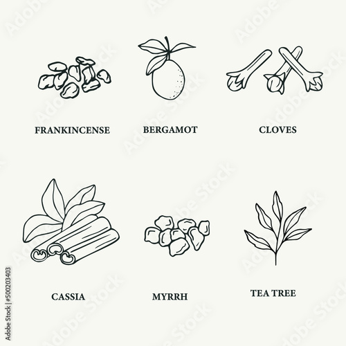 Collection of line art essential oil plants 