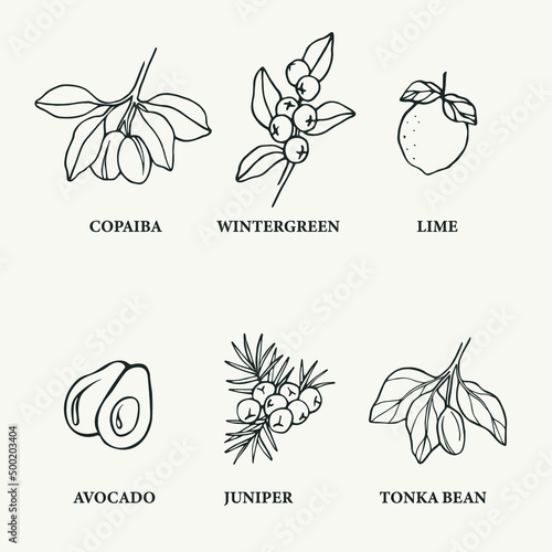 Set of line art essential oil plants 