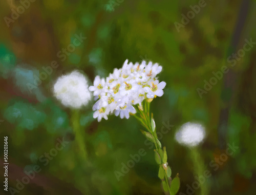 white flowers in the forest