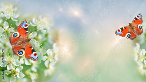 Unfocused  tinted background with fractal highlights  flowering branches of fruit trees and butterflies. Artistic design