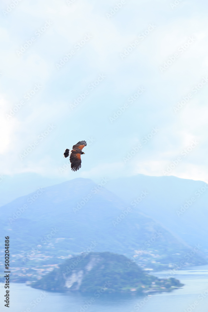 The falcon flying over the Como lake The falcon flying over the Como lake