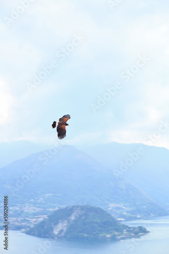 The falcon flying over the Como lake © Victor Katikov