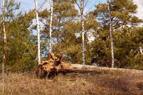 Fototapeta Naklejka Na Ścianę i Meble -  Drzewa