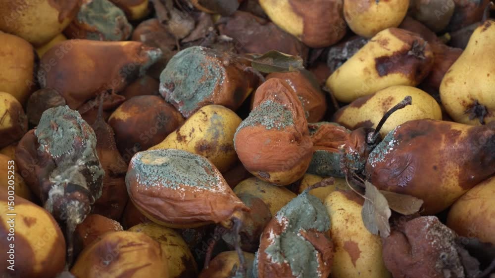 A pile of rotten, moldy pears. Food loss and waste on the farm and in