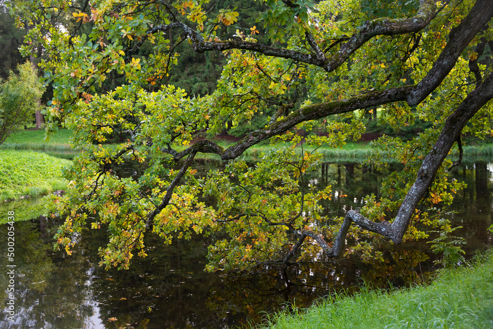 Beautiful green park in summer, lake view