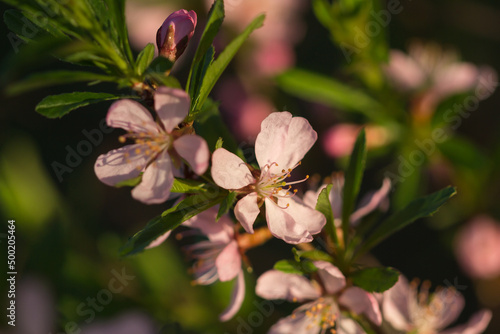 The dwarf Russian almond (lat. Prunus tenella), of the family Rosaceae. Central Russia. photo