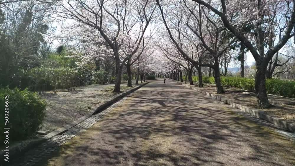 Kyoto, Japan, cherry blossoms, spring, beautiful scenery, sightseeing spots 桜のトンネル京都亀岡 スローモーション 02 Kyoto, Japan, cherry blossoms, spring, beautiful scenery, sightseeing spots 桜のトンネル京都亀岡 スローモーション 02