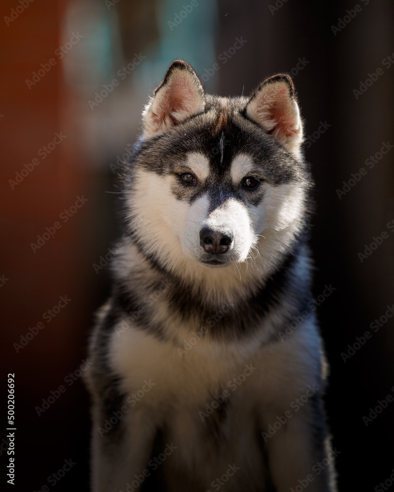 Siberian Husky on park bench