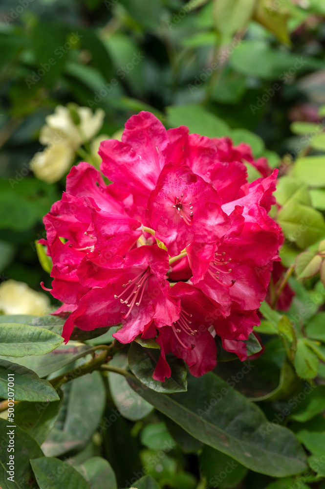 Rhododendron Benikomachi, a Japanese deep red to deep pink flowered shrub Rhododendron Benikomachi, a Japanese deep red to deep pink flowered shrub