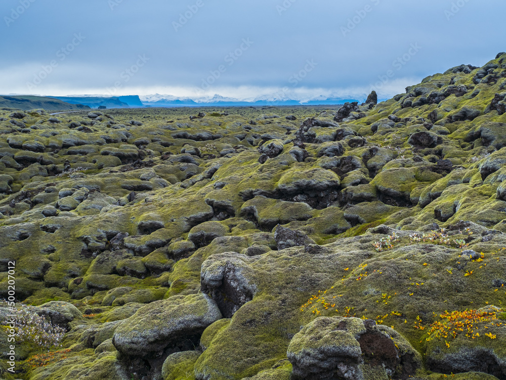Scenic autumn green lava fields near Fjadrargljufur  Canyon in Iceland. Green  moss on volcanic lava stones. Unique lava fields growth after Laki volcano eruption.