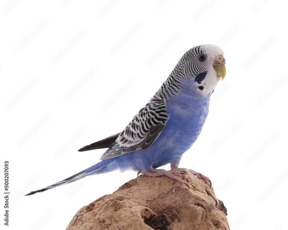 Fototapeta premium Beautiful parrot perched on wood against white background. Exotic pet