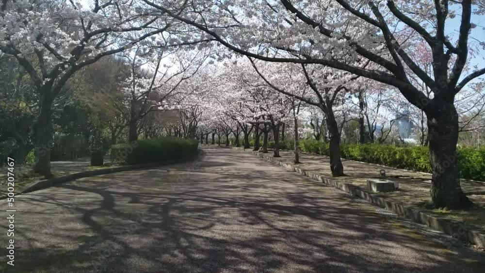 Kyoto, Japan, cherry blossoms, spring, beautiful scenery, sightseeing spots 桜のトンネル京都 亀岡 スローモーション 01 Kyoto, Japan, cherry blossoms, spring, beautiful scenery, sightseeing spots 桜のトンネル京都 亀岡 スローモーション 01
