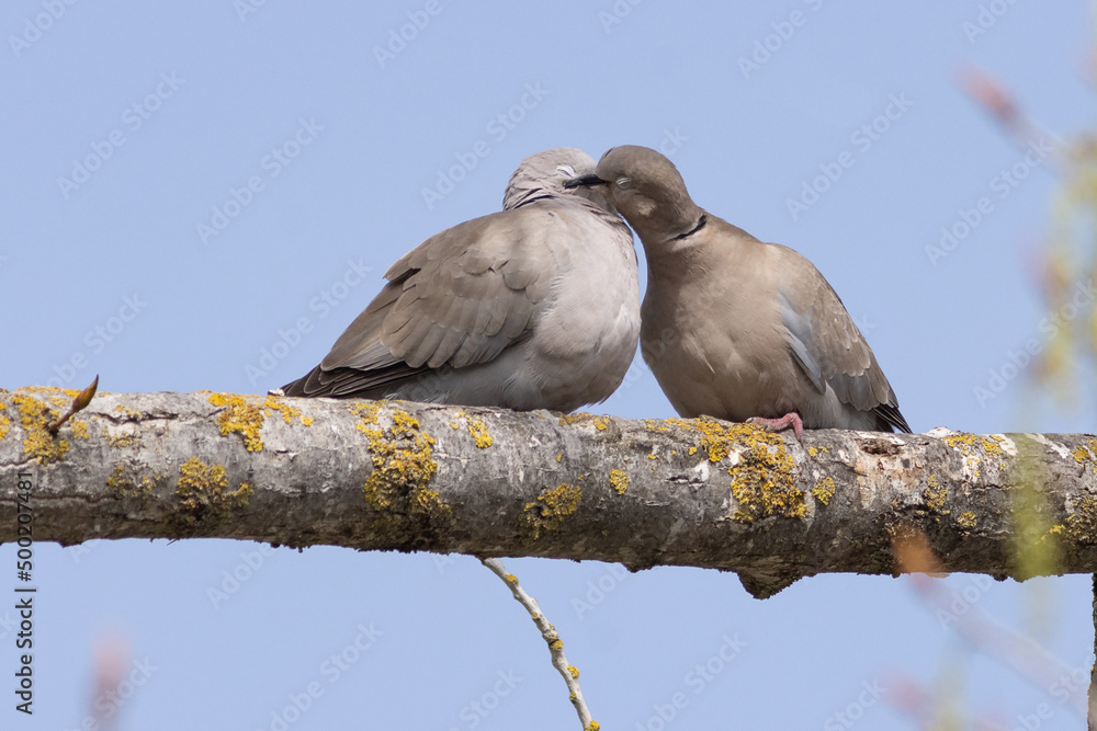 Fototapeta premium CORTEJO DE TORTOLA TURCA STREPTOPELIA DECAOCTO