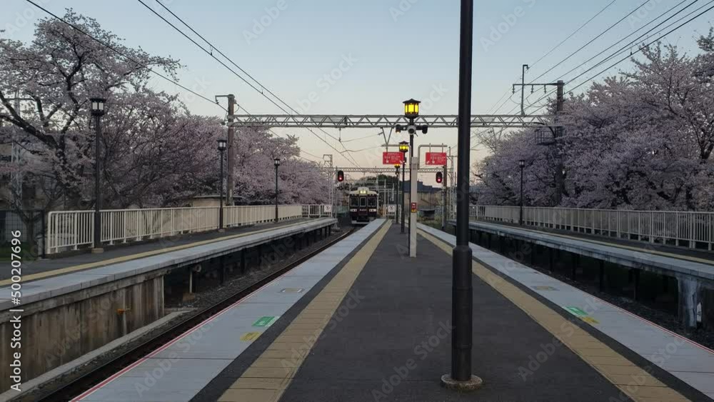 Kyoto, Japan, cherry blossoms, spring, beautiful scenery, sightseeing spots 京都嵐山駅舎の桜 スローモーション Kyoto, Japan, cherry blossoms, spring, beautiful scenery, sightseeing spots 京都嵐山駅舎の桜 スローモーション