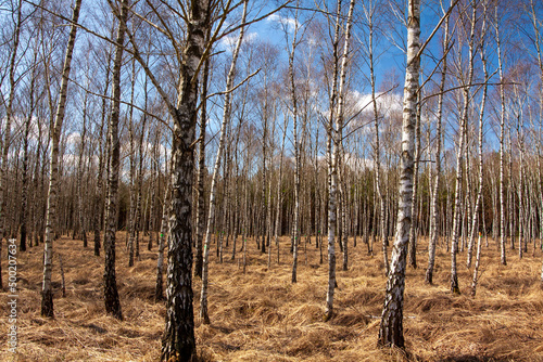 Fototapeta Naklejka Na Ścianę i Meble -  Drzewa