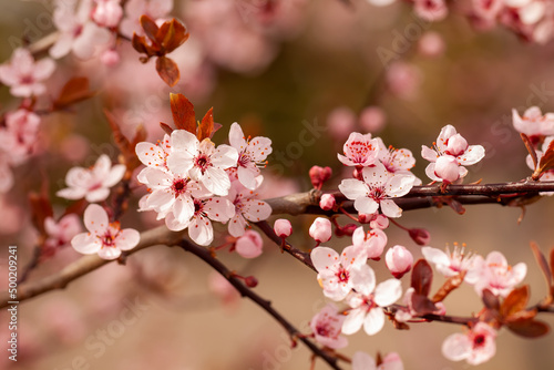Kwitnienie na wiosnę © Sagittarius