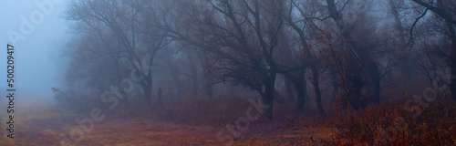 Spooky old forest on foggy autumn day photo