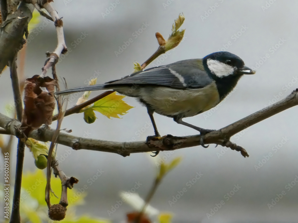 Obraz premium Yellow tomtit bird standing on the tree branch with seed in the beak