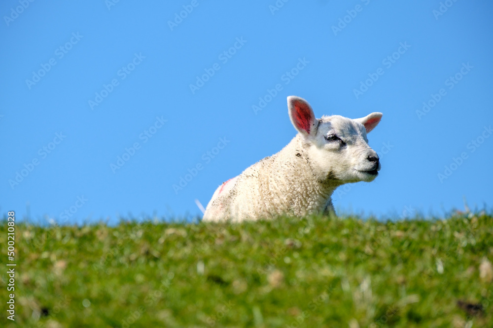 Schapen - Sheeps Schapen - Sheeps