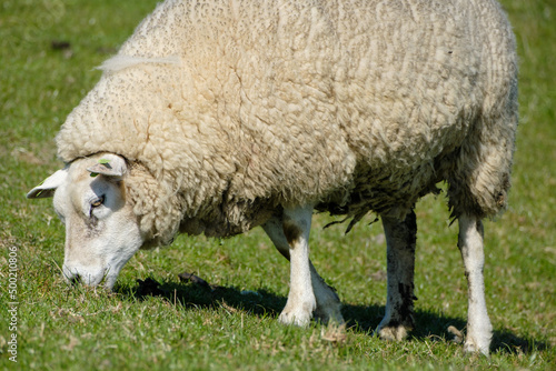 Schapen - Sheeps photo