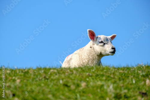 Schapen - Sheeps