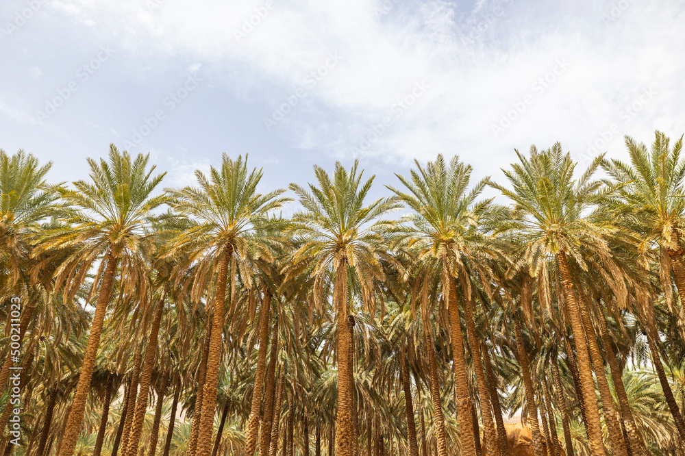 Date farm palm tree plantations at the Al Ula Oasis in Saudi Arabia Date farm palm tree plantations at the Al Ula Oasis in Saudi Arabia