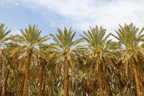 Date farm palm tree plantations at the Al Ula Oasis in Saudi Arabia photo