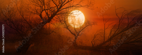 Spooky old forest and moon on a misty night photo