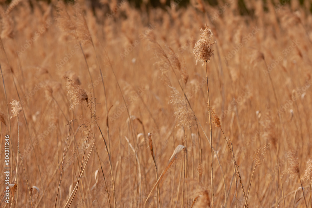 Fototapeta premium Trzcina
