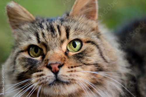 Portrait of a brown tones long-haired cat with green eyes looking forward close up