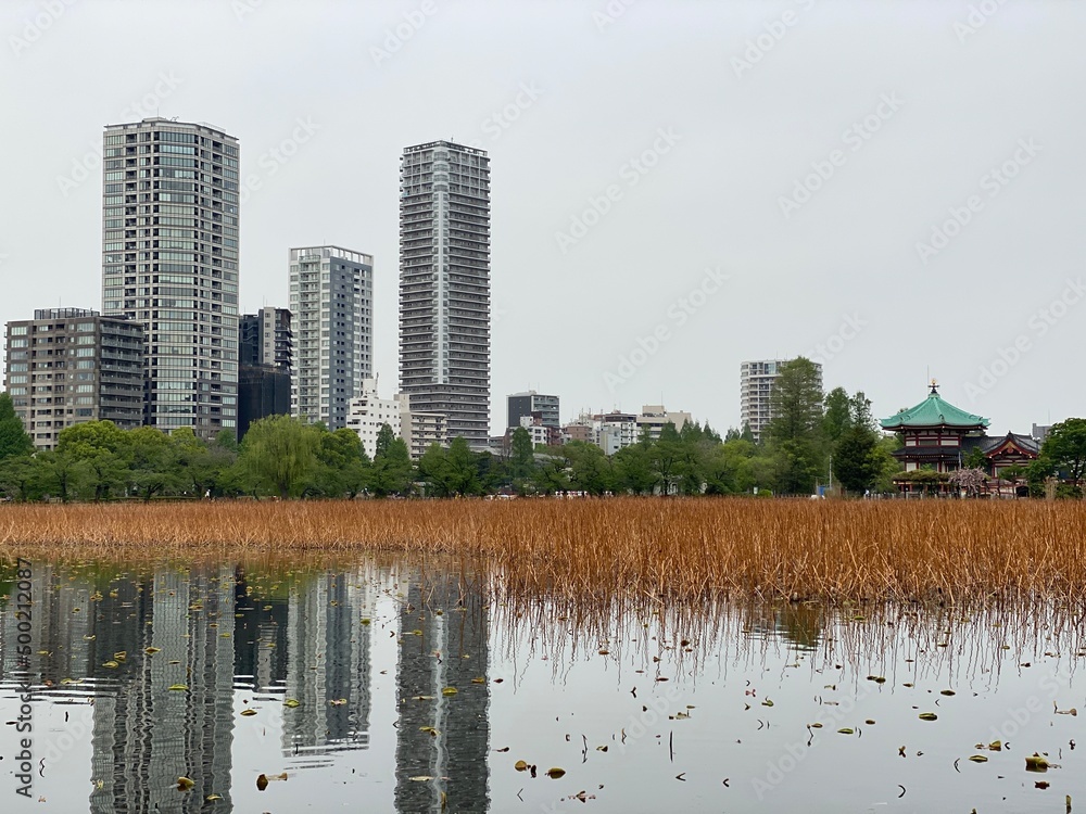 Fototapeta premium The pond and the city of Tokyo, with full greenery, spring year 2022, Ueno park “Shinobazu pond”, April 
