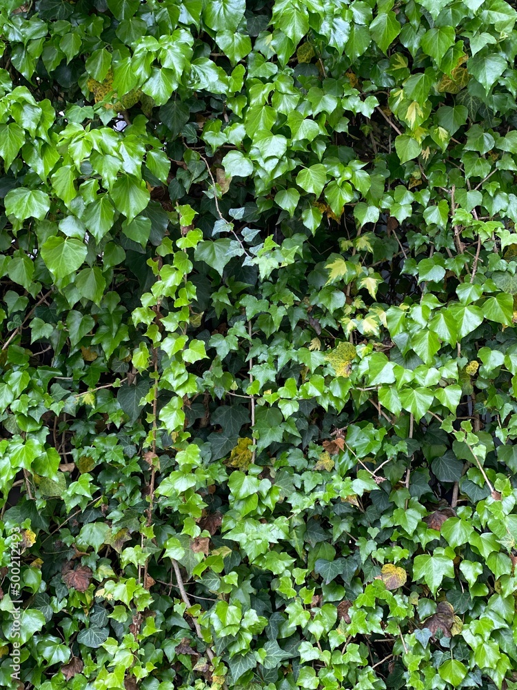 Various plants found on the street of Nezu Tokyo Japan, spring year 2022, April Various plants found on the street of Nezu Tokyo Japan, spring year 2022, April