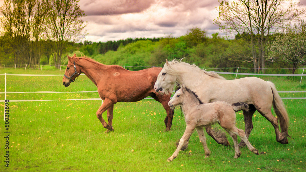 Fototapeta premium zwierzęta zieleń widoki farma