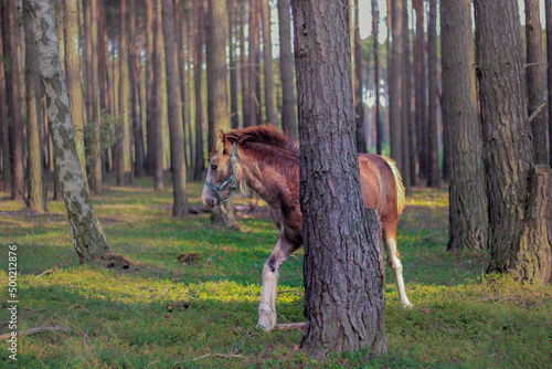 zwierzęta zieleń widoki farma photo