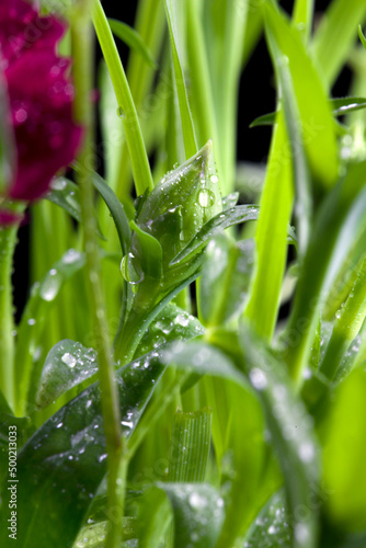 A dewdrop on a carnation bud against a background of greenery and a carnation flower on a dark background photo