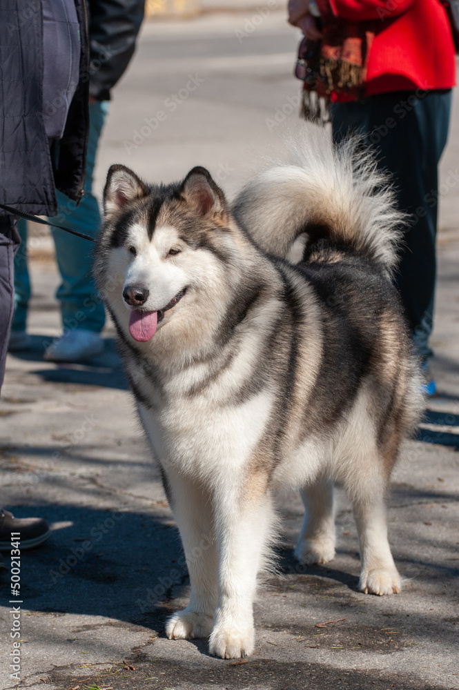 July 2022, Italy. Siberian husky walking through the Italian streets July 2022, Italy. Siberian husky walking through the Italian streets