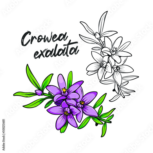 Crowea exalata, small crowea or waxflower, flowering plant in Rutaceae, native to Queensland, New South Wales and Victoria in Australia. Vector illustration sketch of pink flowers and green leaves