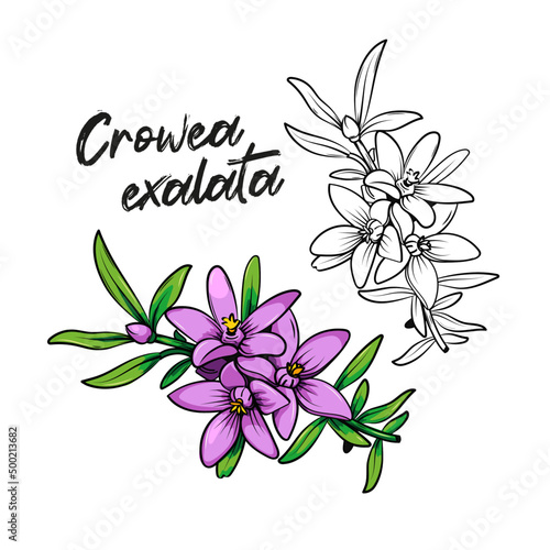 Crowea exalata, small crowea or waxflower, flowering plant in Rutaceae, native to Queensland, New South Wales and Victoria in Australia. Vector illustration sketch of pink flowers and green leaves
