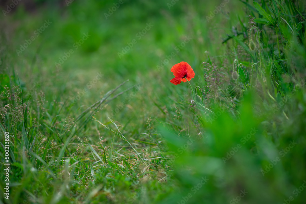 Red poppy flower on dark green background summer time, spring collection with free space for text Red poppy flower on dark green background summer time, spring collection with free space for text