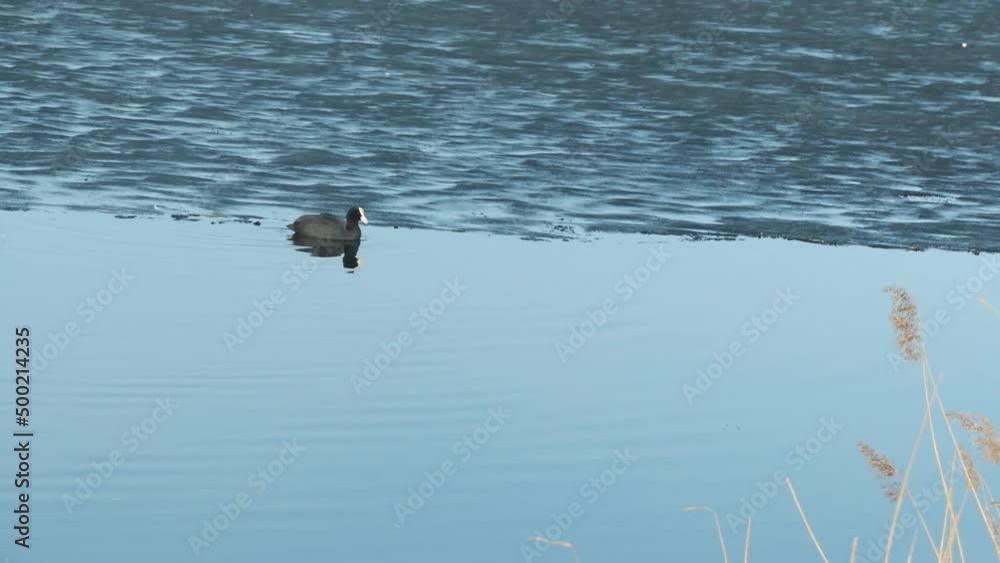 A common coot - Fulica atra - swim in the water on a sunny day in springtime. Saint Petersburg, Russia. High quality FullHD footage A common coot - Fulica atra - swim in the water on a sunny day in springtime. Saint Petersburg, Russia. High quality FullHD footage