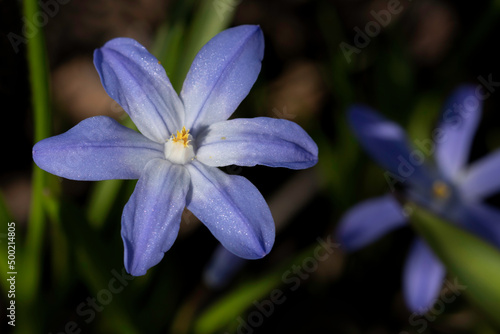 Close up of blue flower