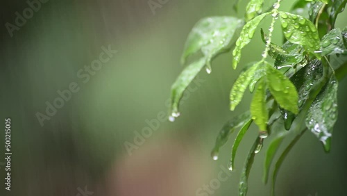 water drops on a leaf while raining