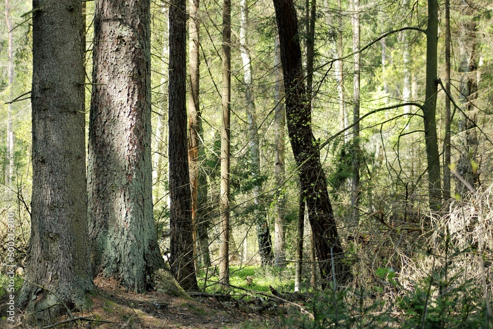 Naklejka premium las