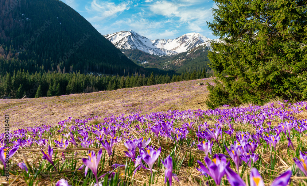 Fototapeta premium Beautiful spring landscape of mountains with crocus flowers - Tatry mountains - Chocholowska Valley