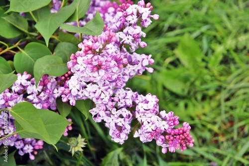 Lilac trees in lilac garden in Moscow.