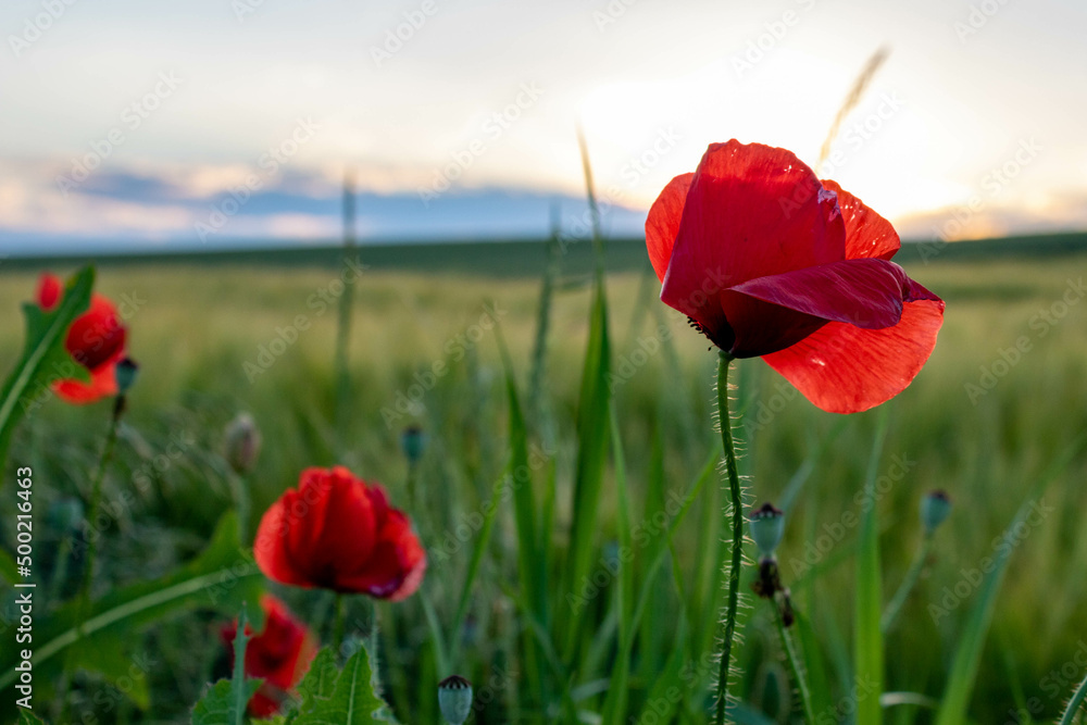 Naklejka premium Closeup of red poppy in rural field against summer sky in Bad Friedrichshall, Germany.