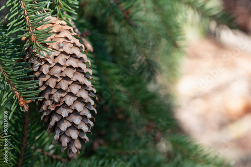 closeup of pine cone on a branch on blurred background